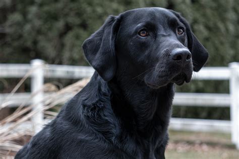 Labrador Negro | Características, Cuidados y Precio!⭐