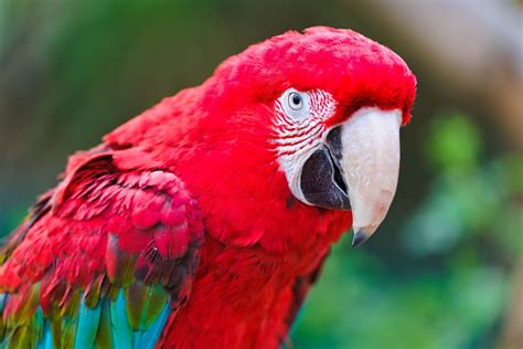 Download Animal Red-and-green Macaw Red-and-green Macaw 4k Ultra HD ...