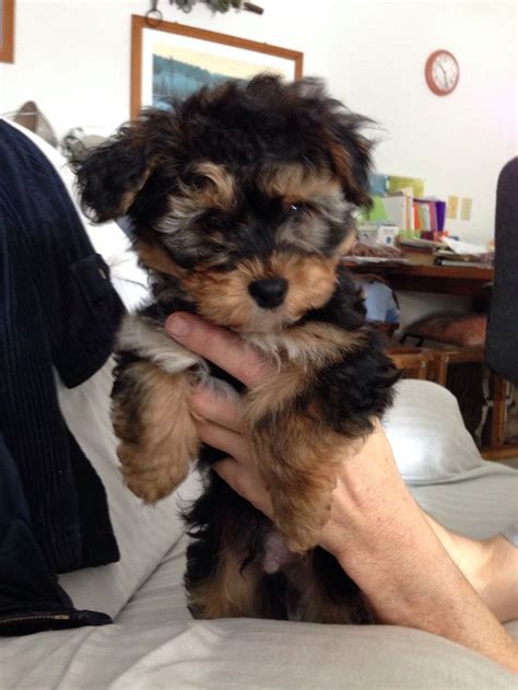 Yorkie Bichon mix puppy, my lil Bella boo looked just like this as a ...