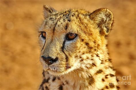 Cheetah Face #1 Photograph by Tom Cheatham - Fine Art America