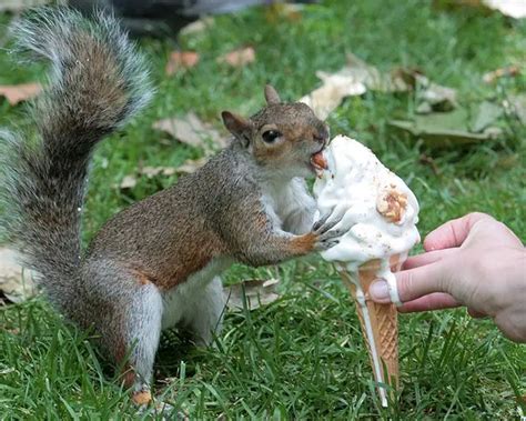 Top Secret Tips For Feeding Squirrels In Your Backyard