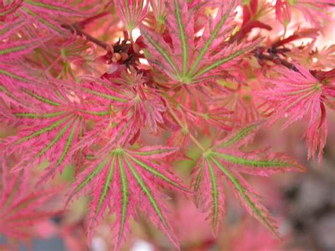 Acer palmatum ' Abigail Rose ' Dwarf Japanese Maple - Kigi Nursery