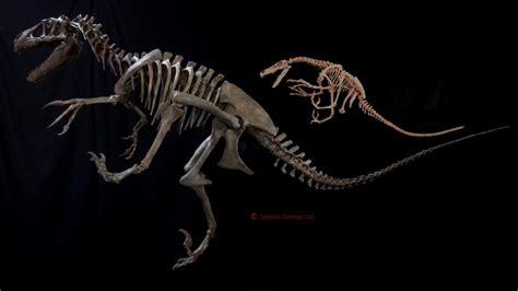 Utahraptor Skeleton | Gaston Design, Inc.