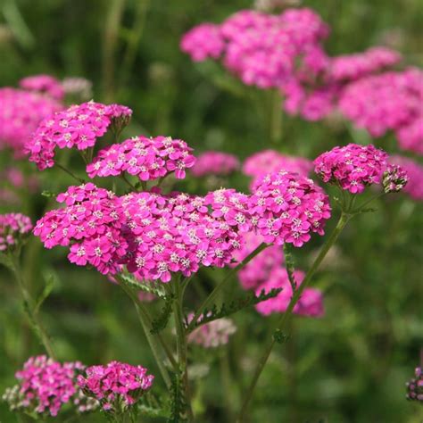 Buy yarrow ( syn. Achillea Kirschkönigin ) Achillea millefolium Cerise ...