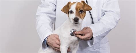 Heart Murmur in Dogs: Symptoms, Causes & Treatment