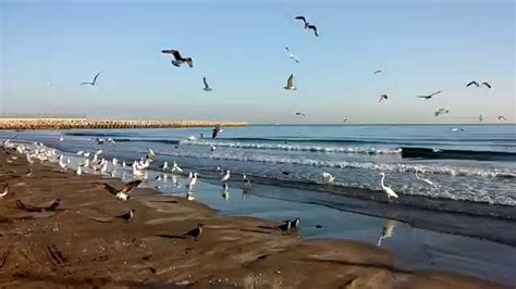 The Amazing Birds and Sea @ Sohar beach,Sultanate of Oman - YouTube