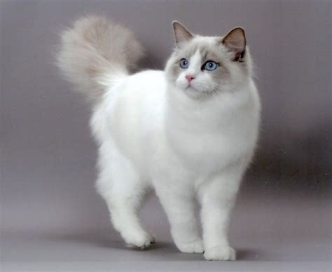 Ragdoll cat breed health and care | Cats Energies