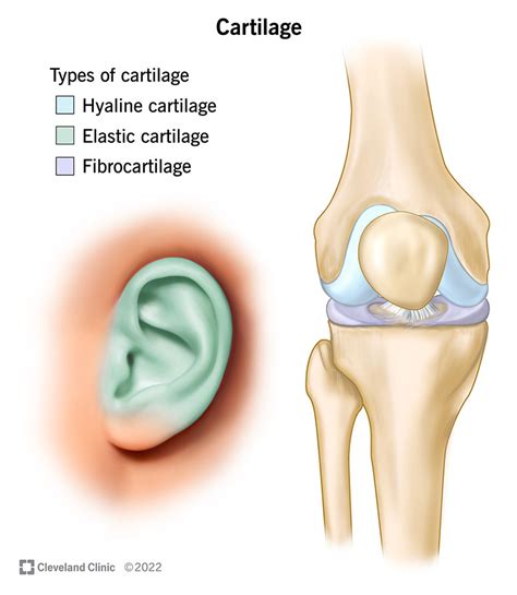 Types Of Cartilage Tissue