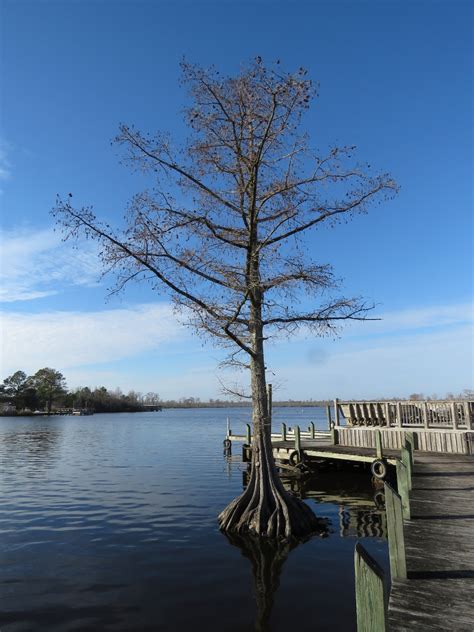 Pocosin Lakes National Wildlife Refuge – Dirona Around the World