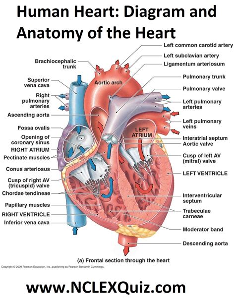 Anatomy Of The Human Heart Labeled