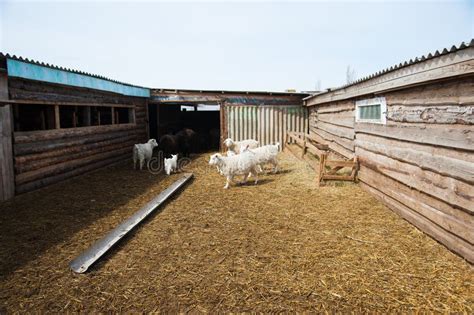 Animals on a rural farm stock photo. Image of rural, farm - 94198544