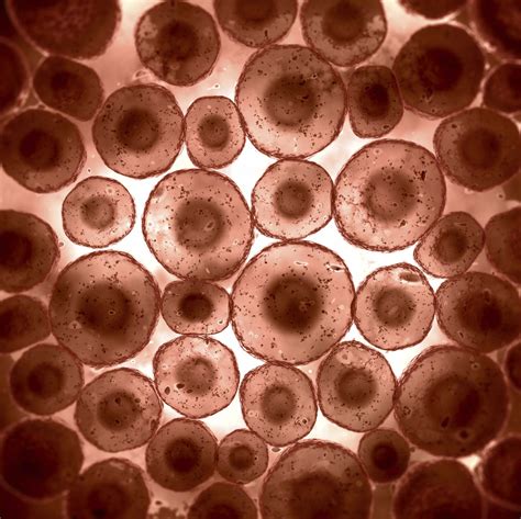 Cells_under_a_microscope.JPG 2218×2216 pixels | cells | Pinterest ...