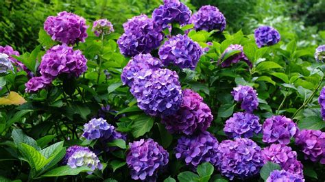 Wallpaper hydrangea, flowering, shrubs, herbs, garden hd, picture, image