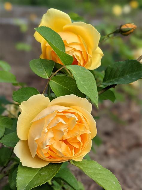 Rose 'Golden Celebration' : r/flowers