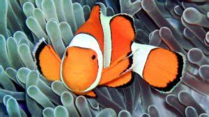 Clownfish Tank Setup (The Definitive Guide) - AquaticStories