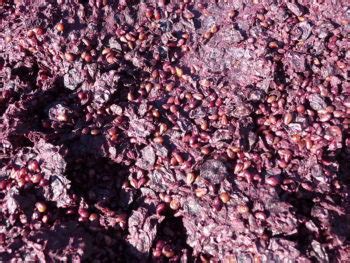 The pomace problem ... and why it's a good thing! - I Love Wine