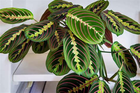 Prayer Plant Varieties: Which Prayer Plant Do You Have? - The Healthy ...