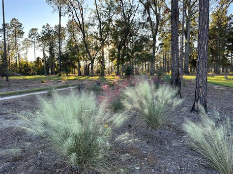 Muhlenbergii capillaris 'White Cloud' White Muhly Grass - Mail Order ...