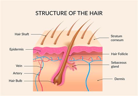 Update more than 148 hair structure quiz best - camera.edu.vn