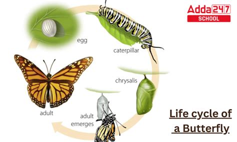 Stages Of Butterfly Life Cycle For Kids