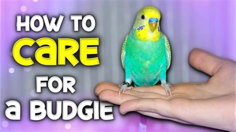 How to Care for a Budgie – HousePetsCare.com