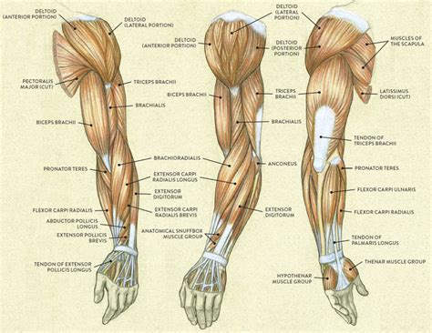 Muscles of the Arm and Hand - Classic Human Anatomy in Motion: The ...