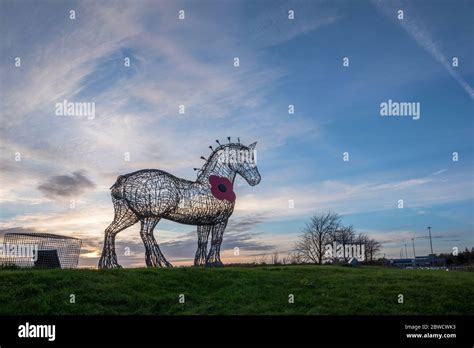 Andy Scott's M8 Heavy Horse decorated with Poppy for Remembrece Day ...