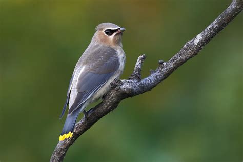 Juvenile Cedar Waxwing | 2276 | James Littlejohn | Flickr