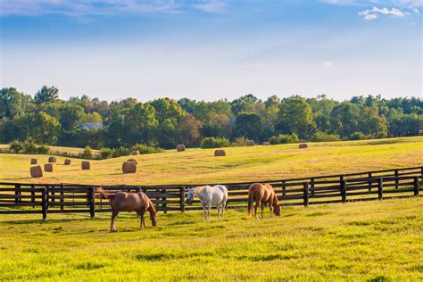 Choix de la clôture pour le pré de ses chevaux : nos suggestions