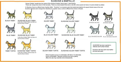 COLOUR AND PATTERN CHARTS | Cat colors, British shorthair, Genetics