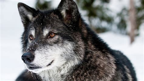 animals, Wolf Wallpapers HD / Desktop and Mobile Backgrounds