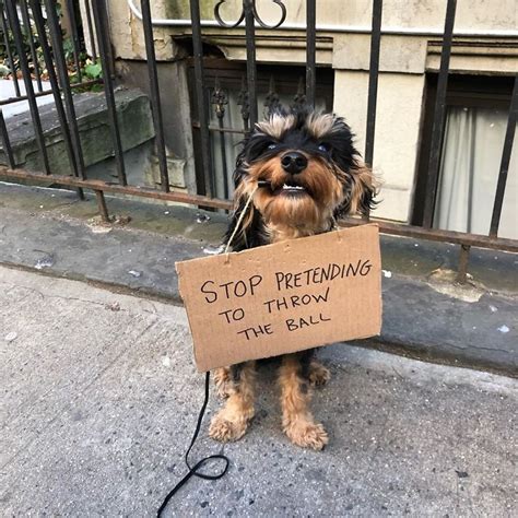 Dog Protests Annoying Everyday Things With Funny Signs (12 Pics ...