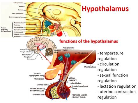 Hypothalamus Anatomy