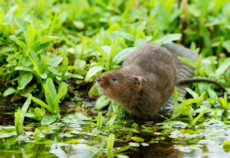 European Water Vole Guide: Identification, Diet And Habitat, 51% OFF