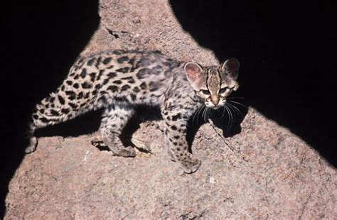 Margay - Leopardus wiedii | Wildlife Journal Junior