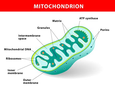 Mitochondrion vector illustration | Kitty Bucholtz, Author