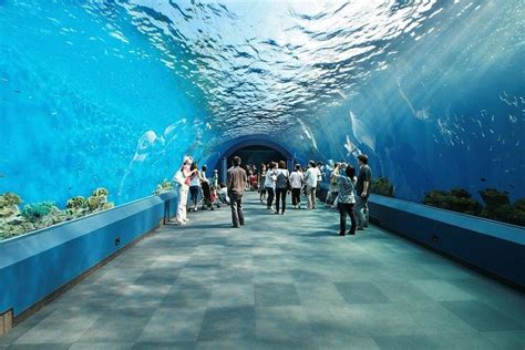 Tours & Tickets - Ripley's Aquarium of the Smokies - Book Now - Viator