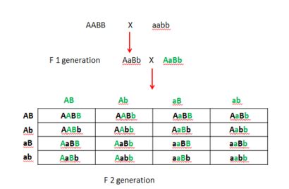 20+ Punnett Square Dihybrid Cross Calculator - HargeetBeau