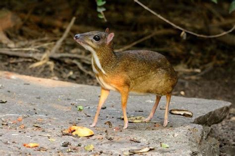 Meet the Mouse Deer and at around the size of a Cat theyre one of the ...