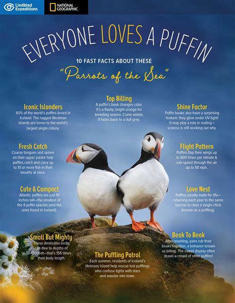 10 Fun & Fascinating Facts About the Puffins of Iceland