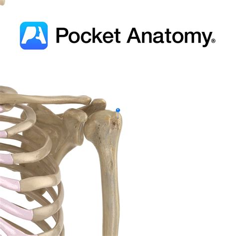 Humerus - greater tubercle - Pocket Anatomy