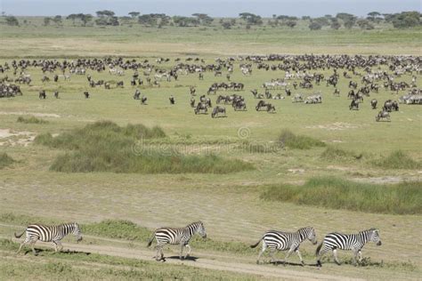 Migration Herd of Wildebeest and Zebra in the Serengeti, Tanzania Stock ...