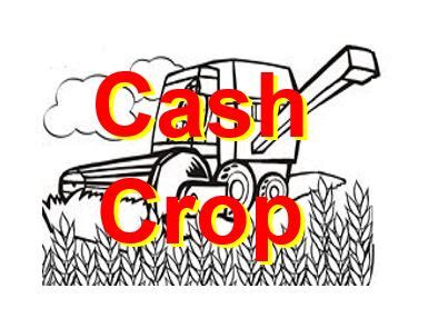 What is a cash crop? - Market Business News