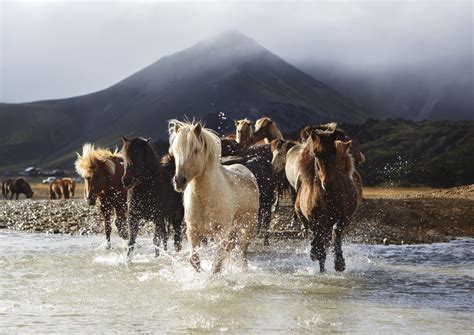 The five Gaits of the Icelandic horse. - Islandshestar.is