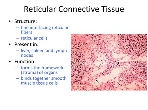 Reticular Connective Tissue Labeled