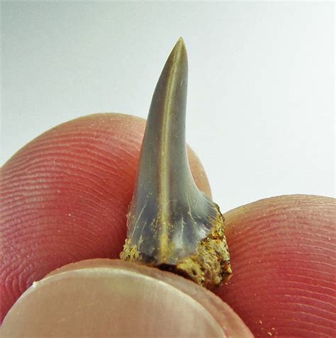 Isurus retroflexus tooth? - Fossil ID - The Fossil Forum