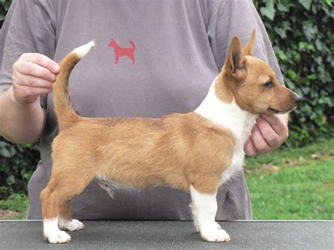 Uivo de Viamonte | Portuguese podengo pequeno, Ibizan hound, Animals