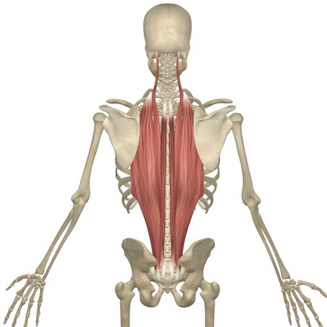 ERECTOR SPINAE PLANE BLOCK - Longhorn Brain and Spine