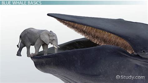 Blue Whale Compared To Elephant