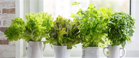 How to Grow the Best Indoor Herb Garden Ever-Slider - Salisbury Greenhouse